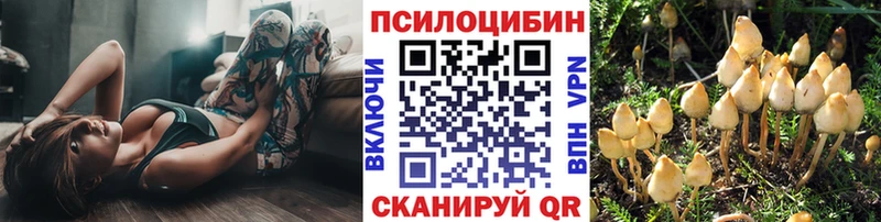 Купить  Вытегра  Галлюциногенные грибы Psilocybe 
